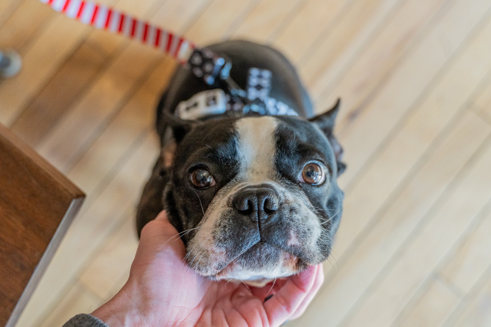 Cani da compagnia contro la depressione: sono un toccasana!