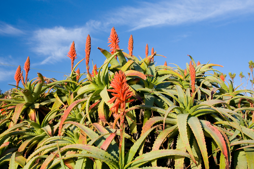 Aloe Arborescens e Aloe Vera un errore comune perché non sono la stessa cosa!